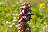 Himantoglossum robertianum